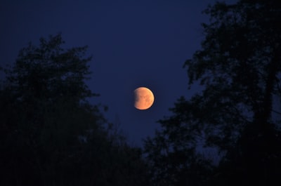 full moon over green trees